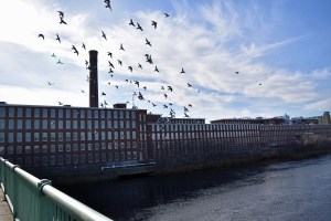 111520015BridgeBirds1