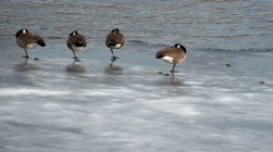 2017-Jan-12_winter2017_birdyoga